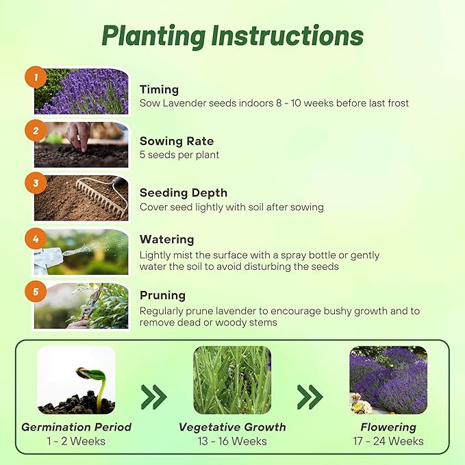 Outsidepride English Lavender Seeds - 10000 Pcs Perennial, Drought-Tolerant & Pollinator Friendly Herb Seeds for Planting Fragrant and Delicate Flowers with Lavender Blooms for Xeriscaping Gardens