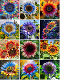 Mixrug Multi-Colored Sunflower Seeds for Planting,100+ Rare Sunflower Seeds to Plant Non-GMO Heirloom Seed for Vibrant Sun Flower Seed Garden Outdoors