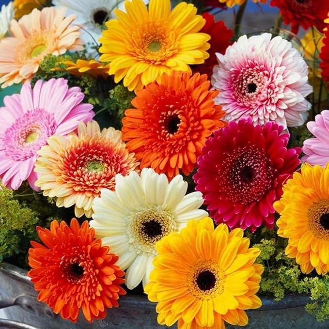 Gerbera Daisy Seeds for Planting - 300+ Mixed Gerbera Daisy Seeds Non-GMO Flower for Garden Outdoor