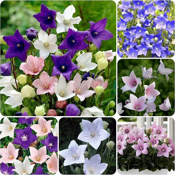 300+ Seed Platycodon Balloon Bellflower Flower Mix for Planting Outdoors Perennial Non-GMO Heirloom
