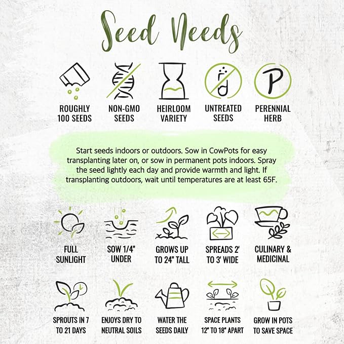 Seed Needs Sage Seeds for Planting Broad Leaved Herbs - Non-GMO Heirloom & Untreated Culinary Herb Seed to Plant a Home Grown Garden Indoors or Outdoors (2 Packs)