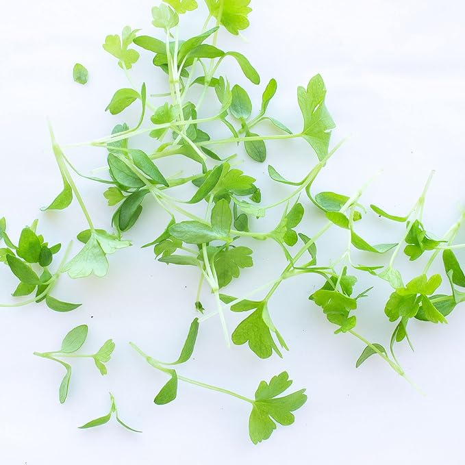 Celery Microgreens Seeds – 1 oz – Non-GMO for Commercial & Home Gardening – Robust, Bright Flavor – Celery Sprouting Seeds