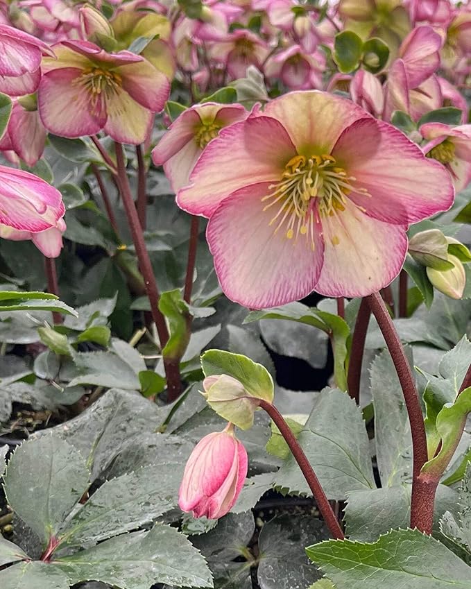 Perennial Farm Helleborus HGC® Ice N' Roses® Picotee No. 1