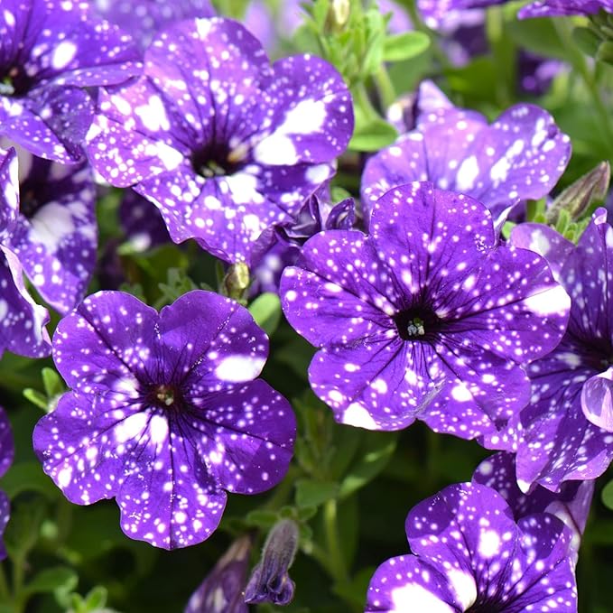 Rare Night Sky Petunia Seeds - 500+ Dwarf Wave Petunia Flower Non-GMO Heirloom Seeds for Planting Home Garden