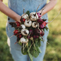 Easter Egg Radish Mix - 150 Seeds - Heirloom & Open-Pollinated Variety, Easy-to-Grow & Fast-Growing, Non-GMO Vegetable Seeds for Planting Indoors or Outdoors in The Home Garden, Thresh Seed Company