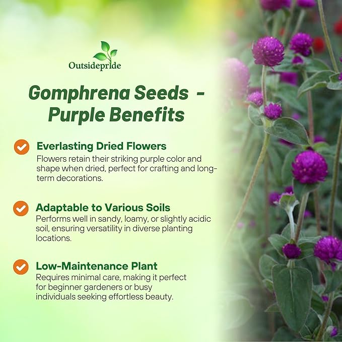 Outsidepride Purple Gomphrena Seeds - 2000 Pcs Annual, Heat & Drought Tolerant, Pollinator Friendly Globe Amaranth Seeds for Planting w/Vibrant Round Blooms for Beds, Borders, and Arrangements