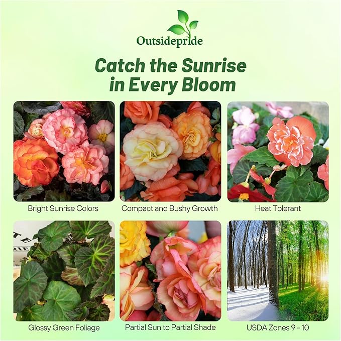Outsidepride Sunrise Limitless Begonia Seeds for Planting - 50 Pcs Perennial Flower Seeds with Large Blooms, Arching & Pendulous Growth Habit, for Containers, Hanging Baskets, or Landscape Plantings