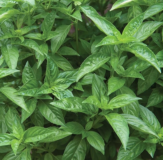 Burpee Organic Sweet Basil Seeds - All-Purpose Fragrant Culinary Herb