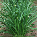 Chinese Leek Seeds - Flowering - 1 Oz ~10250 Seeds - Non-GMO, Heirloom - Asian Garden Vegetable & Microgreens
