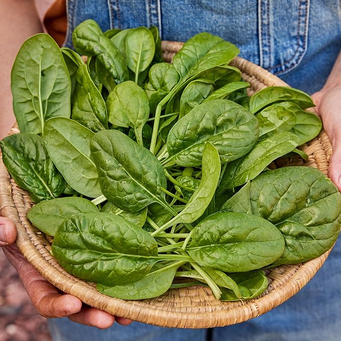 Burpee Bloomsdale Long Standing Spinach Seeds - Heirloom, Slow-Bolting