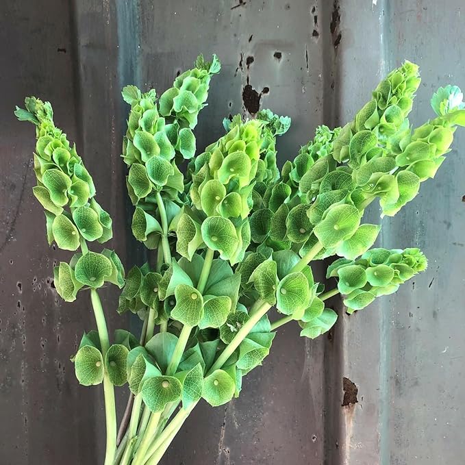 Bells of Ireland Seeds – Moluccella Laevis | Annual | Unique Green Blooms for Fresh Cut Arrangements & Garden Borders