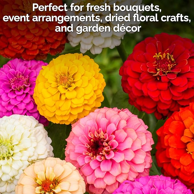KVITER 550 Cut and Come Again Zinnia Seeds for 2025 (Zinnia elegans) — Pumila Double Blooms Zinnia Mix, Heirloom & Non GMO — Ideal Cut Flower Seeds for Planting in Garden, Containers, Cutting Beds