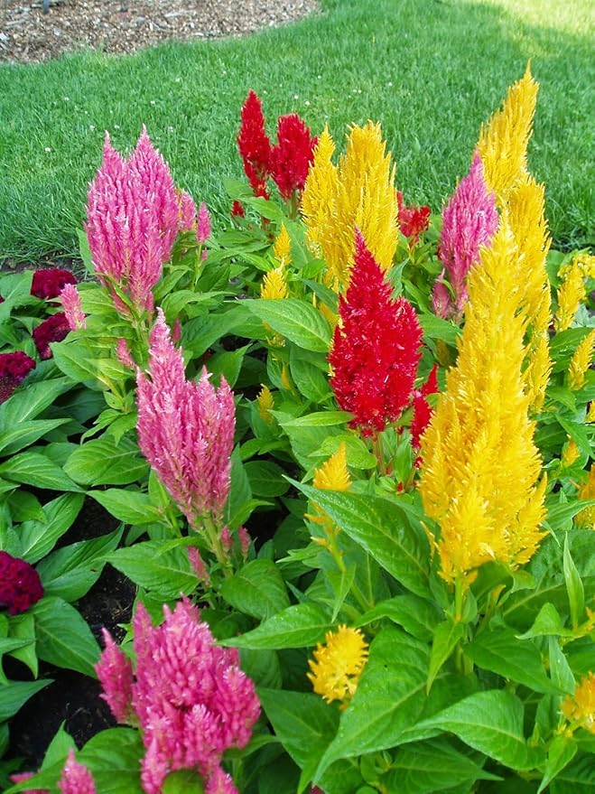22Day Seeds: Seeds Plumed Cockscomb Mix/Celosia/Includes Variety Crested West Indian Toreador/Annual Flowers