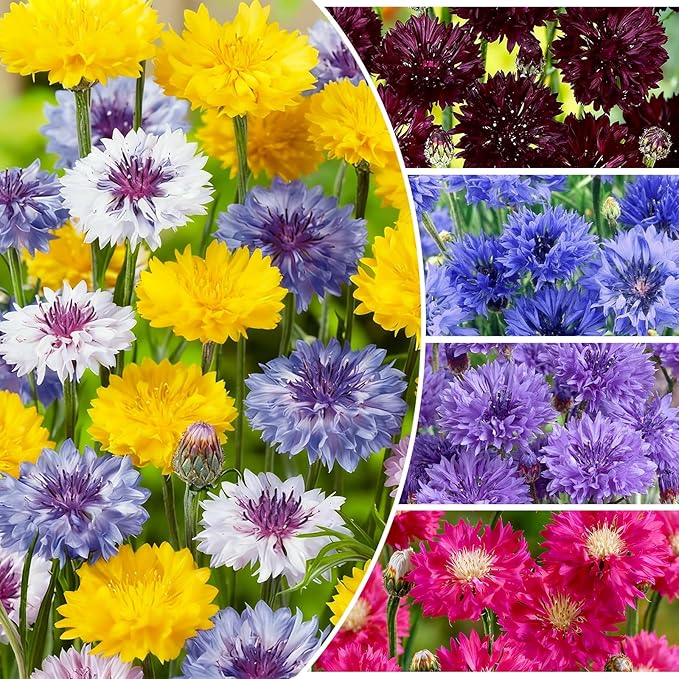 400+ Perennial Mixed Bachelor Button Flower Seeds for Planting in Home Garden-Heirloom Cornflower Chrysanthemum Mixed Seeds -Non-GMO Plant Seeds