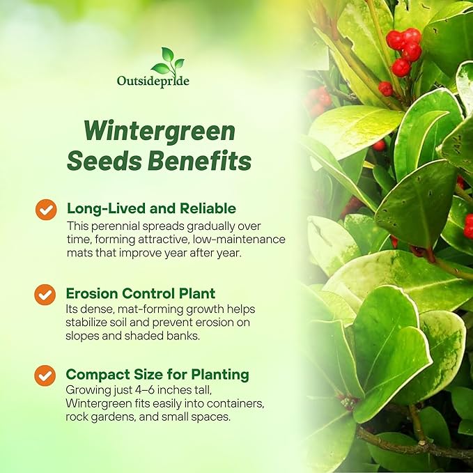 Outsidepride Wintergreen Seeds - 500 Pcs. Perennial, Cold-Tolerant & Low Maintenance, Ground Cover Seeds for Planting Sweet, White Bell-Shaped Blooms for Versatile Uses & Pollinator Gardens