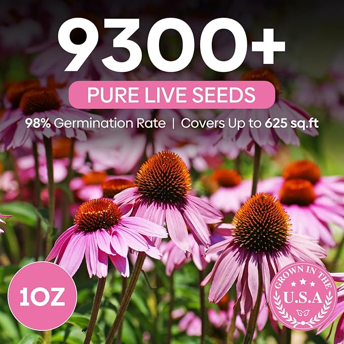 Groundio Purple Coneflower Seeds 1 OZ, Perennial Open Pollinated Non-GMO Echinacea Seeds Grown in The USA, Cone Flower Seed for Planting, USDA 3-9