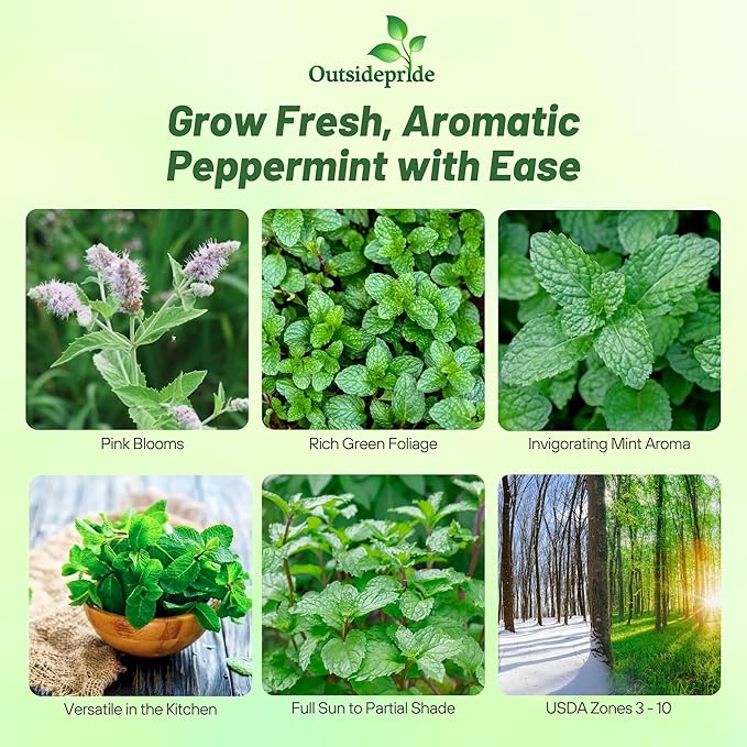 Outsidepride Peppermint Seeds for Planting - 2000 Pcs Perennial Compact Growth, Easy to Grow Herb Seeds w/Aromatic Foliage for Culinary Uses, Herbal Remedies & Wellness, Ideal for Container Gardening
