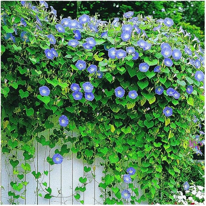 Park Seed Morning Glory Vine Flower Plant Seeds, Easy to Grow, Perfect for Spring Garden, Heavenly Blue, Pack of 50