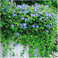 Park Seed Morning Glory Vine Flower Plant Seeds, Easy to Grow, Perfect for Spring Garden, Heavenly Blue, Pack of 50