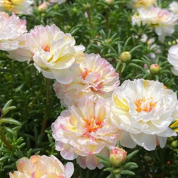 Double Moss Rose Seeds for Planting, 10000pcs Rare Portulaca Grandiflora Rose Flower Seeds, Heirloom Non-GMO Ground Cover Home Garden Flowers for Outdoors