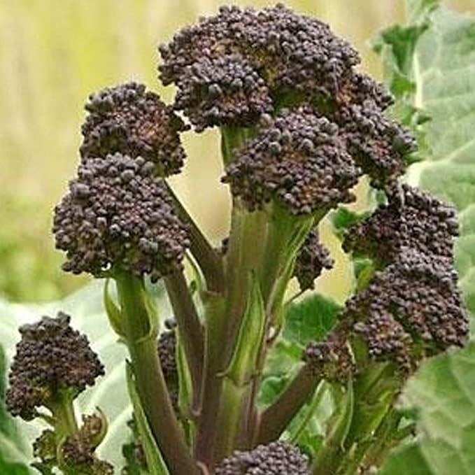 Early Purple Sprouting Broccoli - 1 OZ ~9,000 Seeds - Heirloom, Open Pollinated, Non-GMO, Farm & Vegetable Gardening & Micro Greens Seeds
