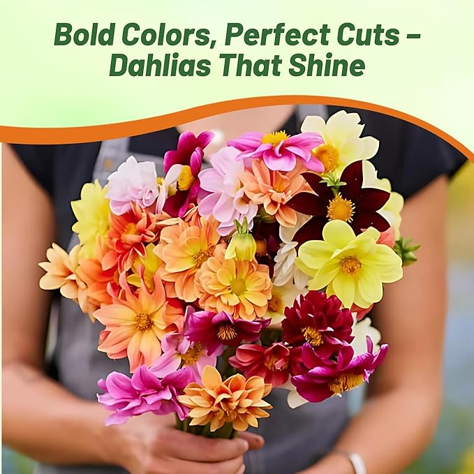 Outsidepride Unwin Bedding Dahlia Seeds for Planting - 1000 Pcs Annual, Easy to Grow, Season-Long Flower Seeds with Colorful Blooms for Containers, Pots, Borders, & Gardens, Suitable as Cut Flower