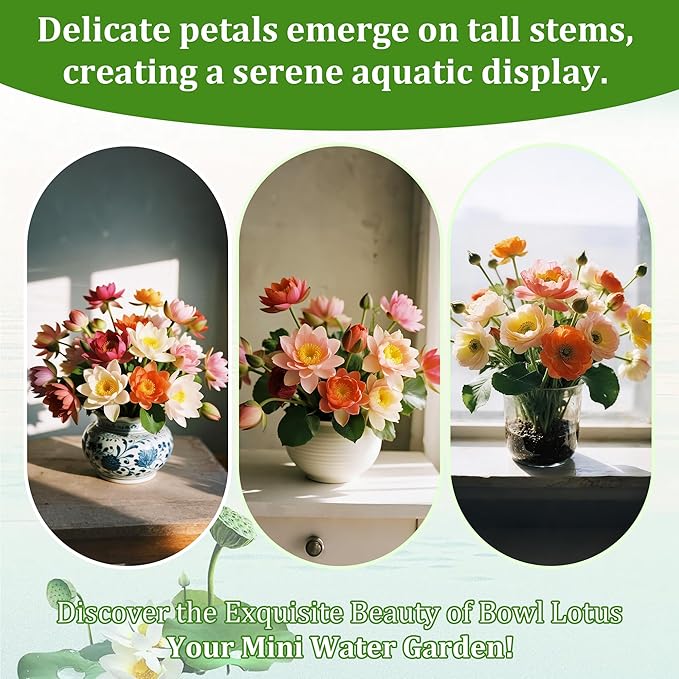 35Pcs Mixed Lotus Seeds for Planting in Water, Colorful Bowl Lotus & Water Lily Flower Seeds for Ponds, Bonsai, Indoor Water Gardens & Lotus Bowl Planter, Grow Easily Low Maintenance