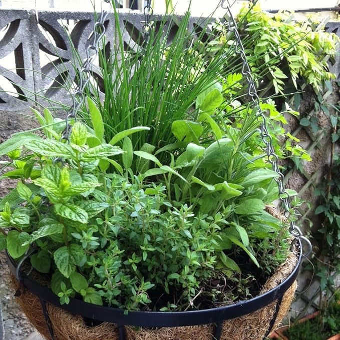 5 Assorted Herb Live Plants, Combo Herb Starter Plants, 4-8" Tall Mix Rosemary, Lemon Balm, Basil, Oregano and More Fragrant Herbs Varieties for Garden, Patio and Kitchen Growing, No Pot