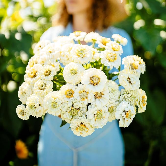 Eden Brothers Zinnia Seeds - Pumila White, Non-GMO Seeds for Planting, Packet | Low-Maintenance Flower Seeds, Plant During Spring, Zones 3, 4, 5, 6, 7, 8, 9, 10