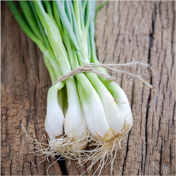 Seed Needs Onion Seeds for Planting Tokyo White Bunching Long Day Onions - Non-GMO Heirloom & Untreated Vegetable Seeds to Plant an Outdoor Home Grown Veggie Garden (2 Packs)