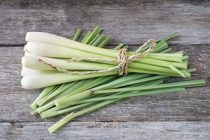 Seeds Lemongrass - Cymbopogon - Heirloom Herb - GMO Free