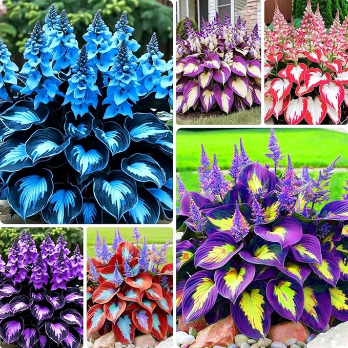 Hosta Shade Garden Seeds 210pcs– Decorative Foliage Plants – Ideal for Gifts, Landscaping & Natural Green Corners