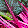 Swiss Chard Garden Seeds - Pink - 1 Oz - Non-GMO, Heirloom Vegetable Gardening & Microgreens Seeds