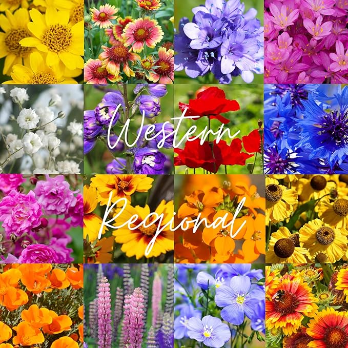 Western U.S. Regional Wildflower Seed Mix, 1 lb Covers 3,200 sq ft, Multi-Color Blooms, Spring and Fall Planting (1/2 Pound)