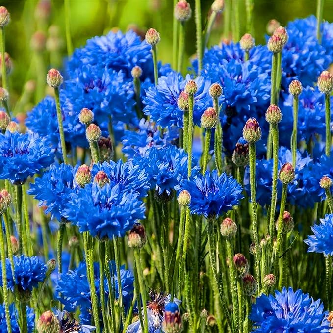Colorful Dwarf Cornflower Seeds for Planting, 3007+pcs Perennial Cornflower Flower Seeds Plants, Heirloom Non-GMO Rare Beautiful Hummingbirds Open Pollinated Wildflowers in Home Garden Outdoors