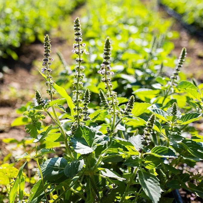 Banyan Botanicals Organic Temperate Tulsi Seeds– Tulsi (Holy Basil) Seeds – Kapoor Tulsi (Ocimum africanum) – Leaves & Flowers for Cooking or Tulsi Tea – 50 Count Open Pollinated Non-GMO Easy to Grow
