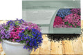 Outsidepride Cascade Mix Aubrieta Rock Cress Seeds - 2000 Pcs Perennial Flower Seeds, Easy to Grow, Low Maintenance, Cascading & Low Growing, for Baskets, Rock Walls, or Ground Covers