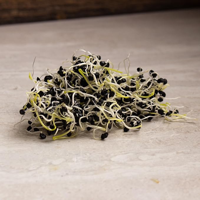 Onion Sprouting & Microgreens Seeds – 1 LB – Non-GMO, Chemical-Free – High-Germination Seeds for Fresh Onion Sprouts, Flavorful Micro Greens, Hydroponic Growing, and Indoor Gardening