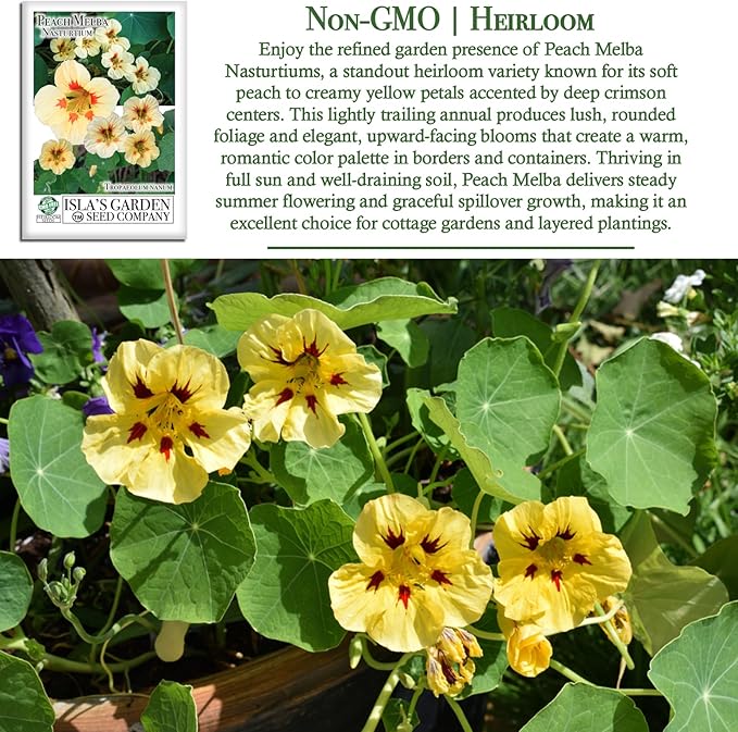 Peach Melba Dwarf Nasturtium Seeds (Tropaeolum nanum) – 30+ Heirloom Non-GMO Seeds by Isla’s Garden Seeds, Compact Edible Flower, Cream Peach Blooms with Red Centers, Container Friendly, Fast Growing