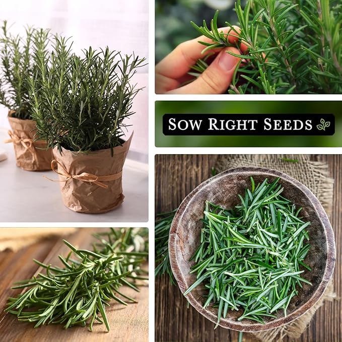 Sow Right Seeds - Rosemary Seed for Planting - Non-GMO Heirloom Packet with Instructions to Plant and Grow a Kitchen Herb Garden - Indoors or Outdoor - Tasty Culinary Herb, Super Fragrant (3)