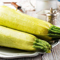 Lebanese White Bush Summer Squash 1 Oz~225 Seeds – 45 Days – Non-GMO Heirloom – Cucurbita Pepo – Tender Middle Eastern Zucchini – Compact Bush Plant – Open Pollinated