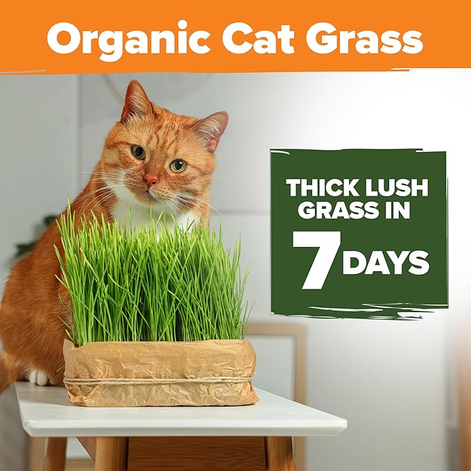 HOME GROWN Organic Cat Grass Seeds Pack 8oz – 7200 Non GMO Heirloom Oat & Barley Grass Seeds for Indoor Cats – High Germination Hairball Relief, Pet Grass Ready in 7Days