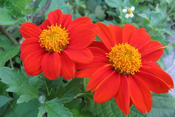 Mexican Sunflower Seeds for Planting – Plant & Grow Heirloom Mexican Sunflowers in Home Outdoor Garden – Planting Instructions for Vibrant Blooms – Great Gardening Gift, 2 Packets