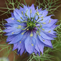 Blue Love in a Mist, Nigella Damascena Flower Seeds, 25 Count, Flower Seeds for Planting