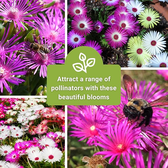 Sow Right Seeds - Ice Plant Flower Seeds for Planting - Non-Invasive Livingstone Daisy, Succulent Like Leaves - Beautiful Flowers to Plant in Your Garden - Non-GMO Heirloom Packet (1)