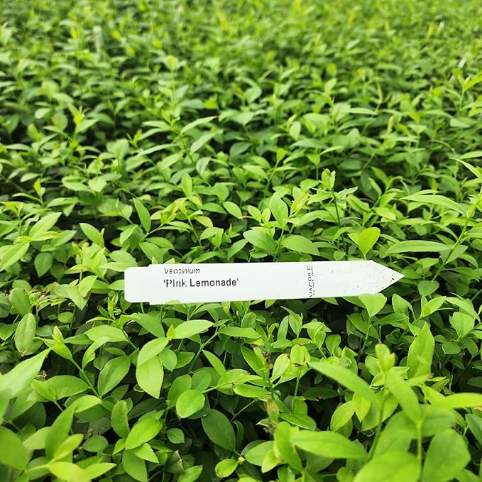 Blueberry Plant Pink Lemonade Live for Sale (4 Pack) | Easy to Grow Plants | Edible Fruit Plant for Sustainable Living | Grow Your own Food on Your Edible Organic Garden| Live for Planting| No Seeds