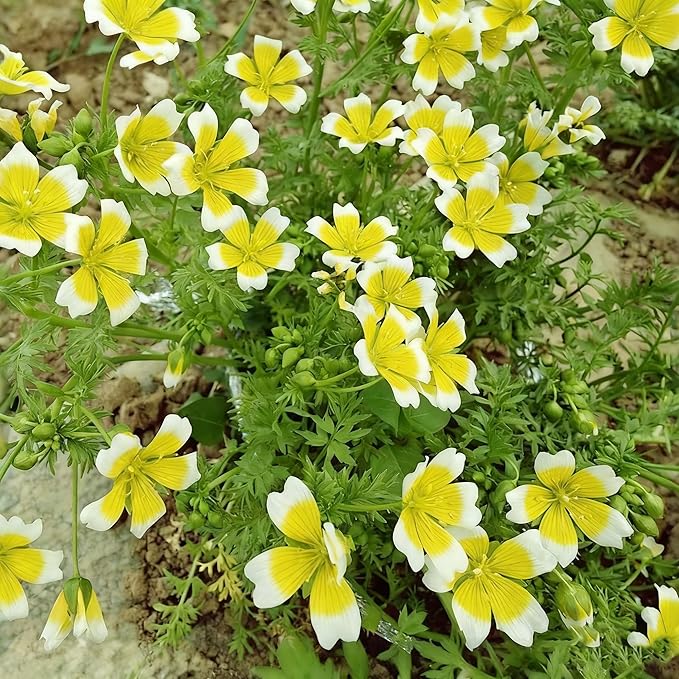 2000+ Limnanthes Douglasii Flower Seeds for Planting, Yellow-White Poached Meadowfoam Plant Seeds, Annual Heirloom Non-GMO Poached Egg Flower Seeds for Home Garden Outdoor