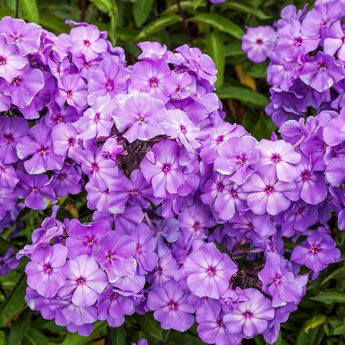 1000+ Phlox Seeds for Planting - Perennial Phlox Ground Cover Plant Seeds - Non GMO & Heirloom Flower Garden Outdoor