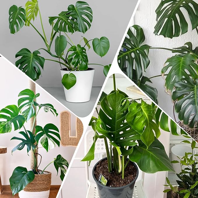 Monstera Potting Soil 10qt - Premium Tropical Blend with Rapid Drainage for Growing and Repotting Monstera Deliciosa (Split-Leaf Philodendron) and Swiss Cheese Plants