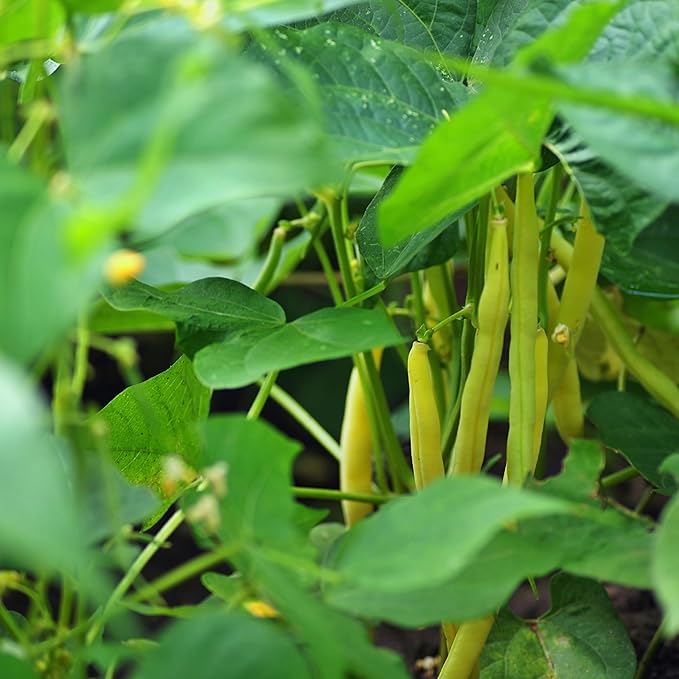 The Old Farmer's Almanac Heirloom Gold Rush Wax Bean Seeds - Premium Non-GMO, Open Pollinated, Heirloom, USA Origin (1 Packet - 20 Grams - Approx 60 Seeds)